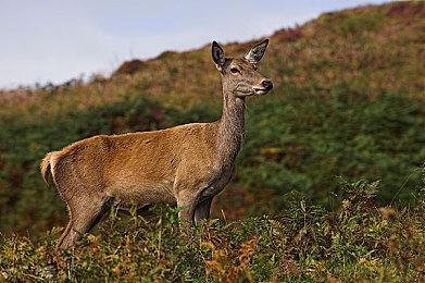 NS《深夏时光！ 二十世纪的暑假》介绍丰富暑假时光的各种事件！