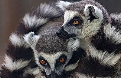 《洛奇英雄传：反抗命运》公布新预告 新角色黛莉娅登场